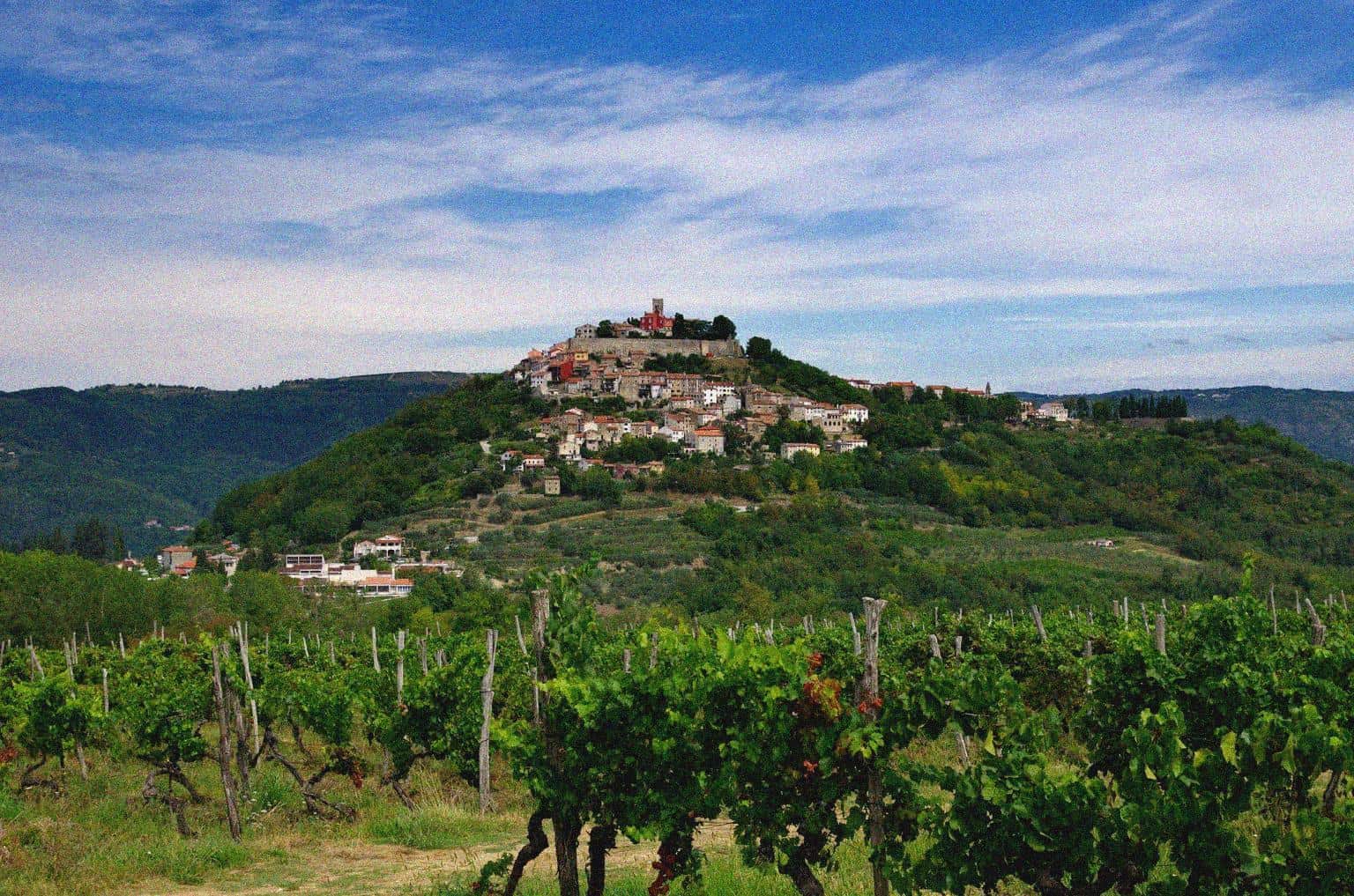 Vineyard landscape with a hilltop village and lush grapevines in the foreground.