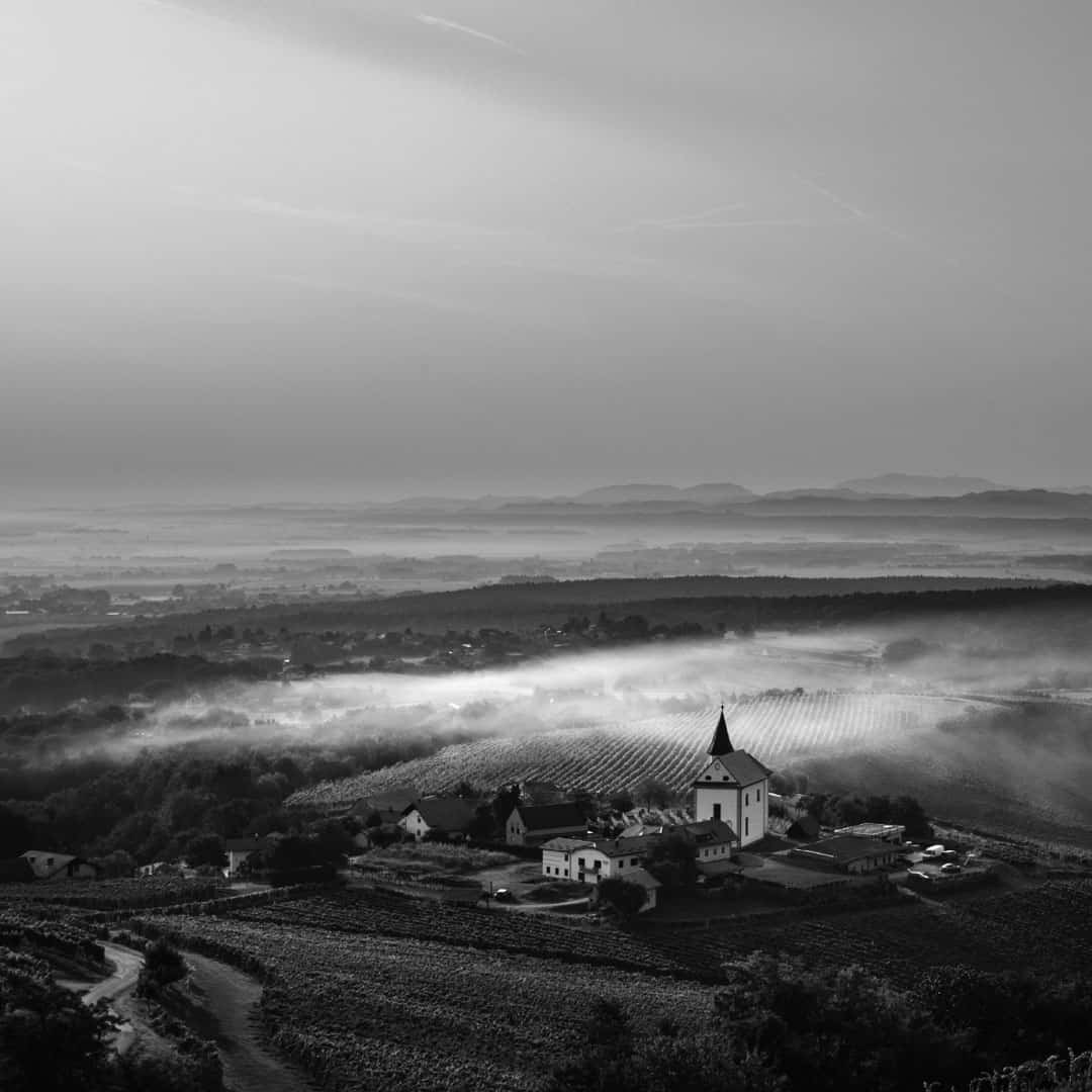 Vineyard in Slovenia with rolling hills and misty morning sky, showcasing the region's rich wine her.