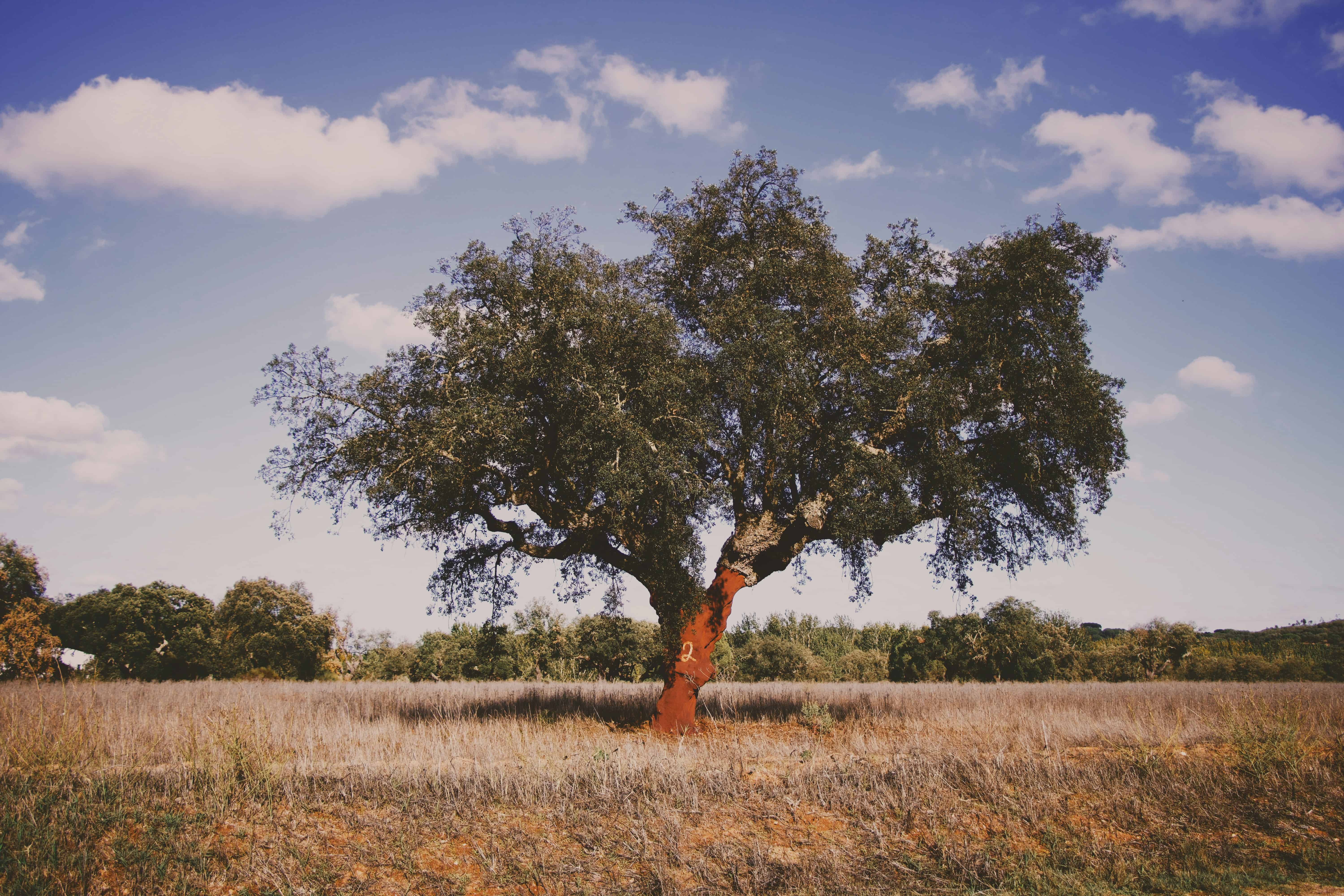Ancient olive tree in Alentejo, Portugal, with a scenic sky and vineyard landscape.