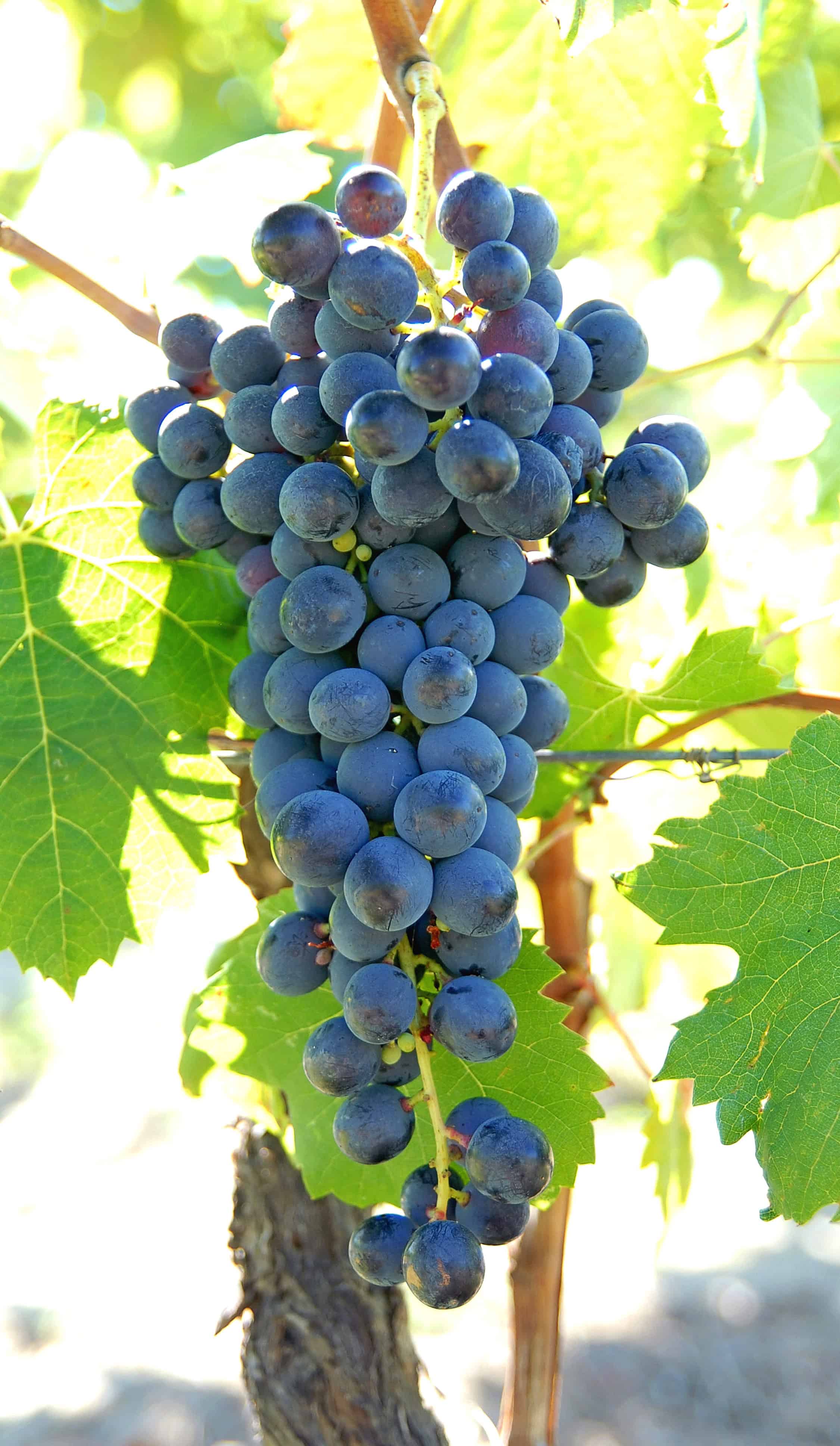 Close-up of ripe Tinta Barroca grapes from Portugal.