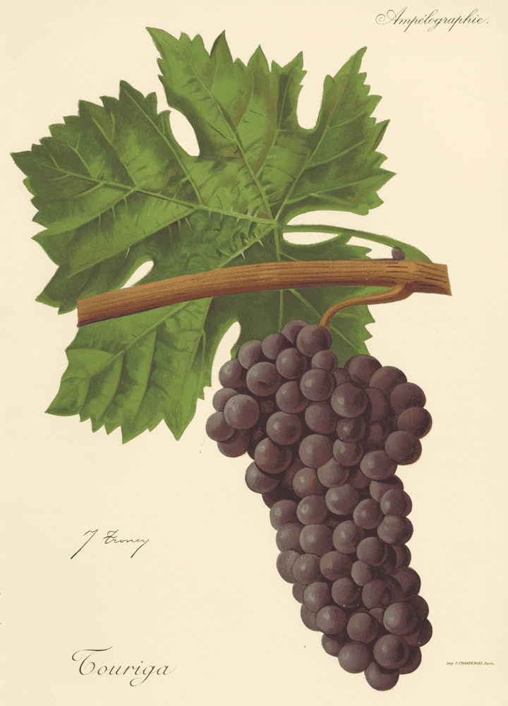 Illustration of Touriga Nacional grape cluster with large green leaves, used in Portuguese red wines.