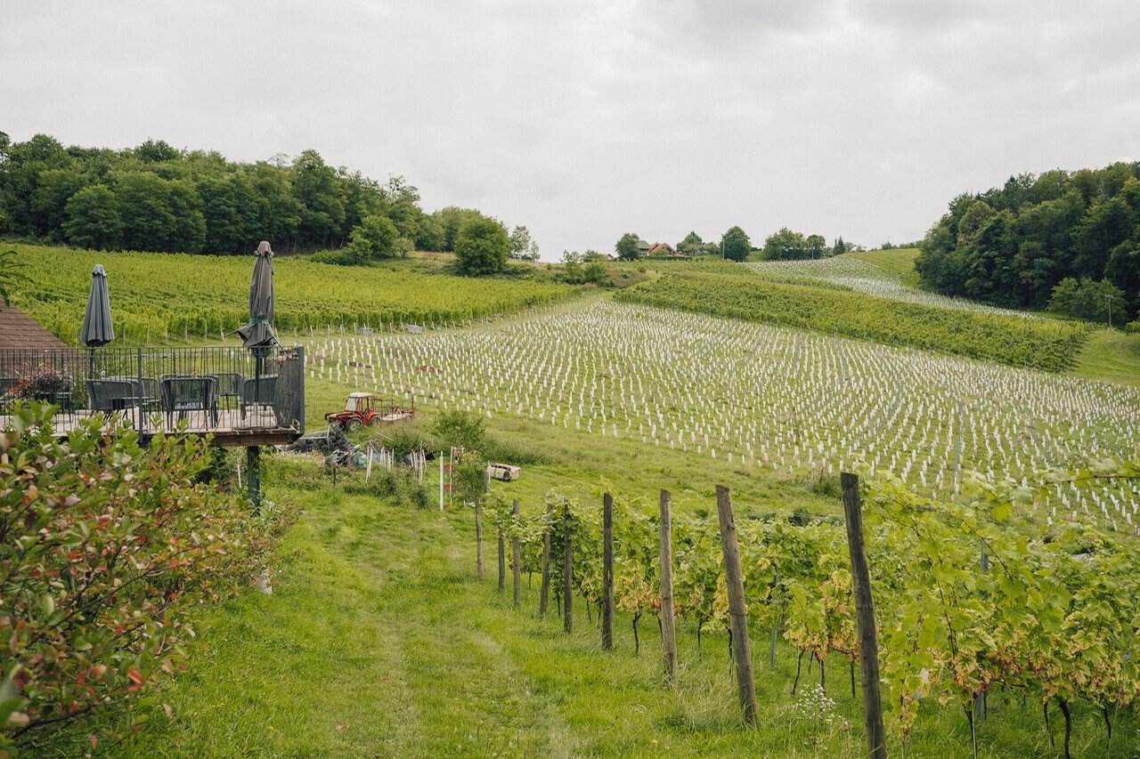 Vineyard rows in a lush Slovenian wine estate with rolling hills and greenery.