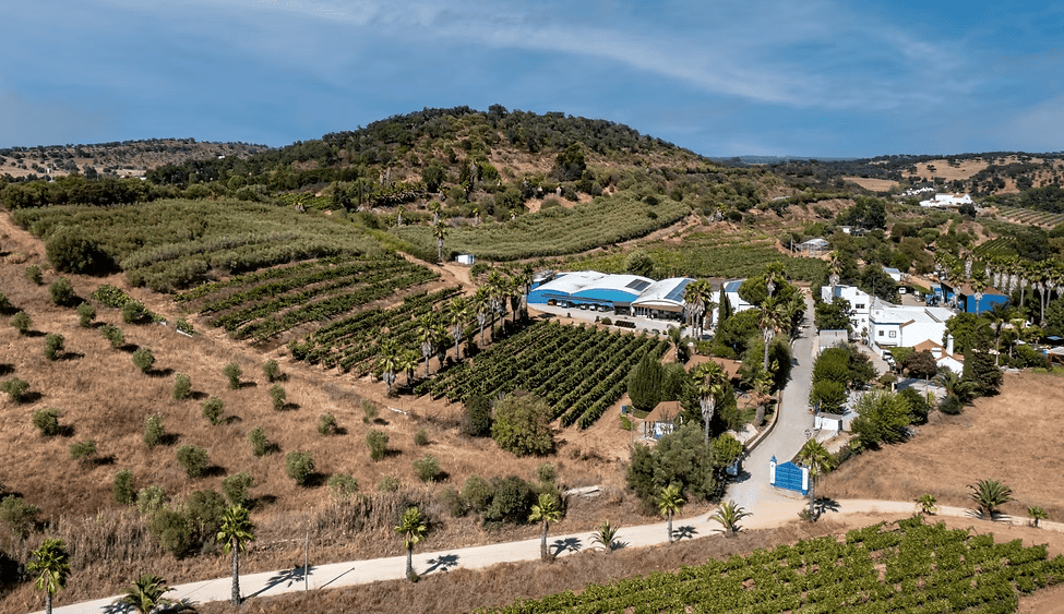 Aerial view of Gouveio vineyard in Alentejo, Portugal, showcasing lush grapevines and scenic landsca.