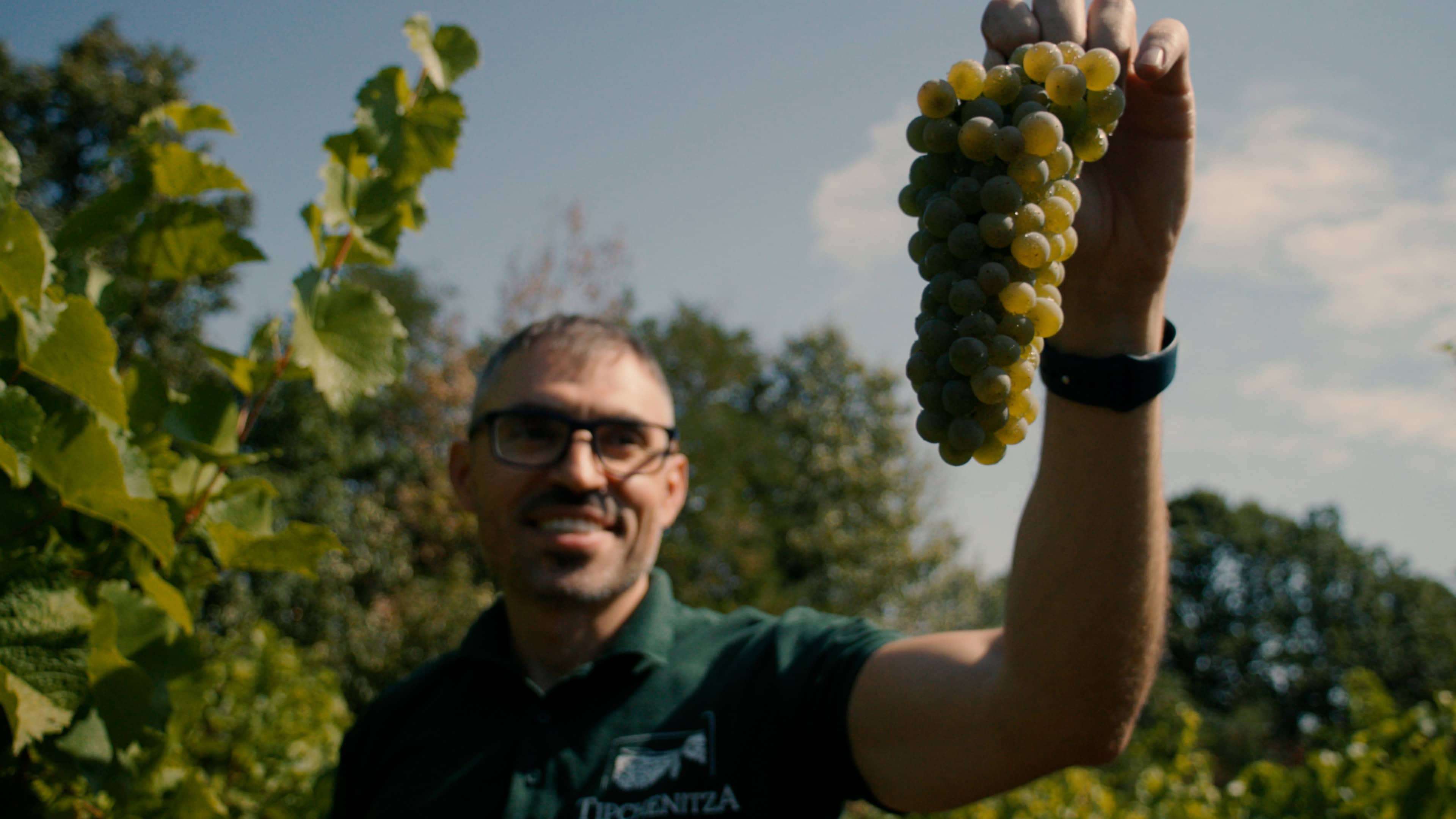 Man holding a bunch of ripe grapes at Tipchenitza Winery in Bulgaria.