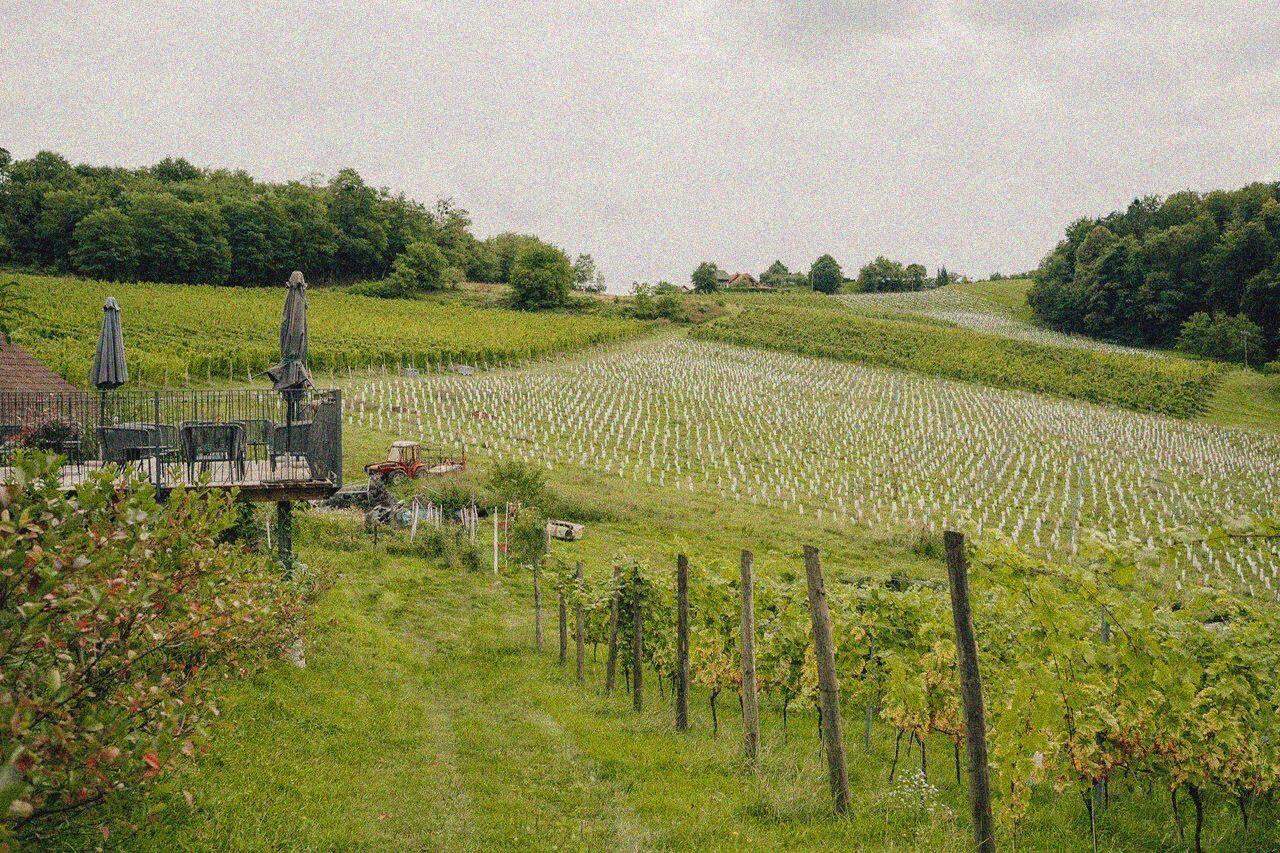 Vineyard landscape with rows of grapevines at Intrepid Wines, showcasing lush greenery and scenic vi.