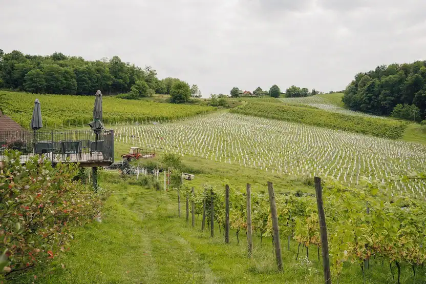 Scenic Slovenian vineyard with lush greenery and rolling hills, perfect for wine tasting and wine to.